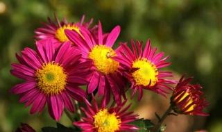 绿叶配红花经典语录 送你一朵小红花语录